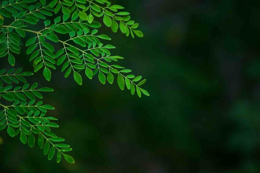 Moringa tree vegetable leaves